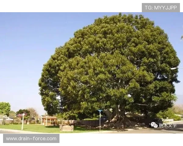 尊龙认树：认树作为一种绿色生活方式在当代社会的推广与应用路径